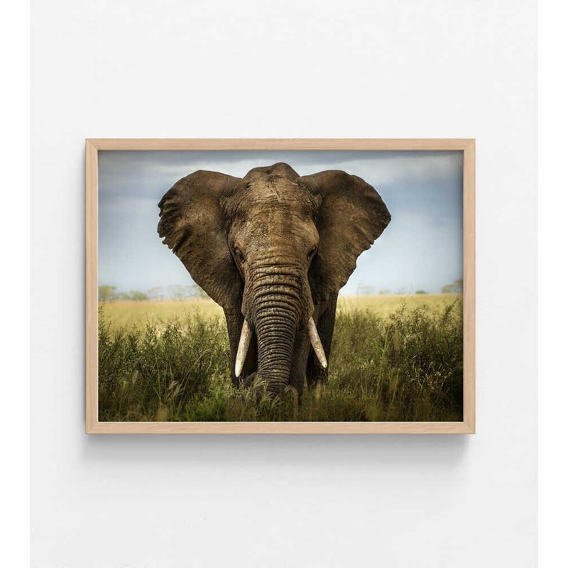 Éléphant d'Afrique, reproduction de photo - faune murale calme, H 30 po x l 40 po, Tanné, Ne s’applique pas