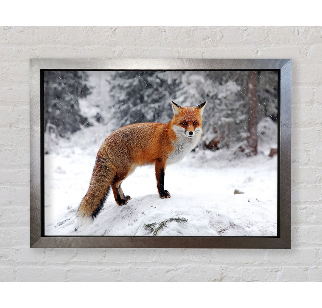 Schnee Fuchs - Einzelner Bilderrahmen Kunstdrucke