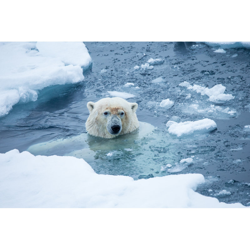 Polar Bear Swimming - Wrapped Canvas Print, 20cm H x 30cm W x 3.8cm D