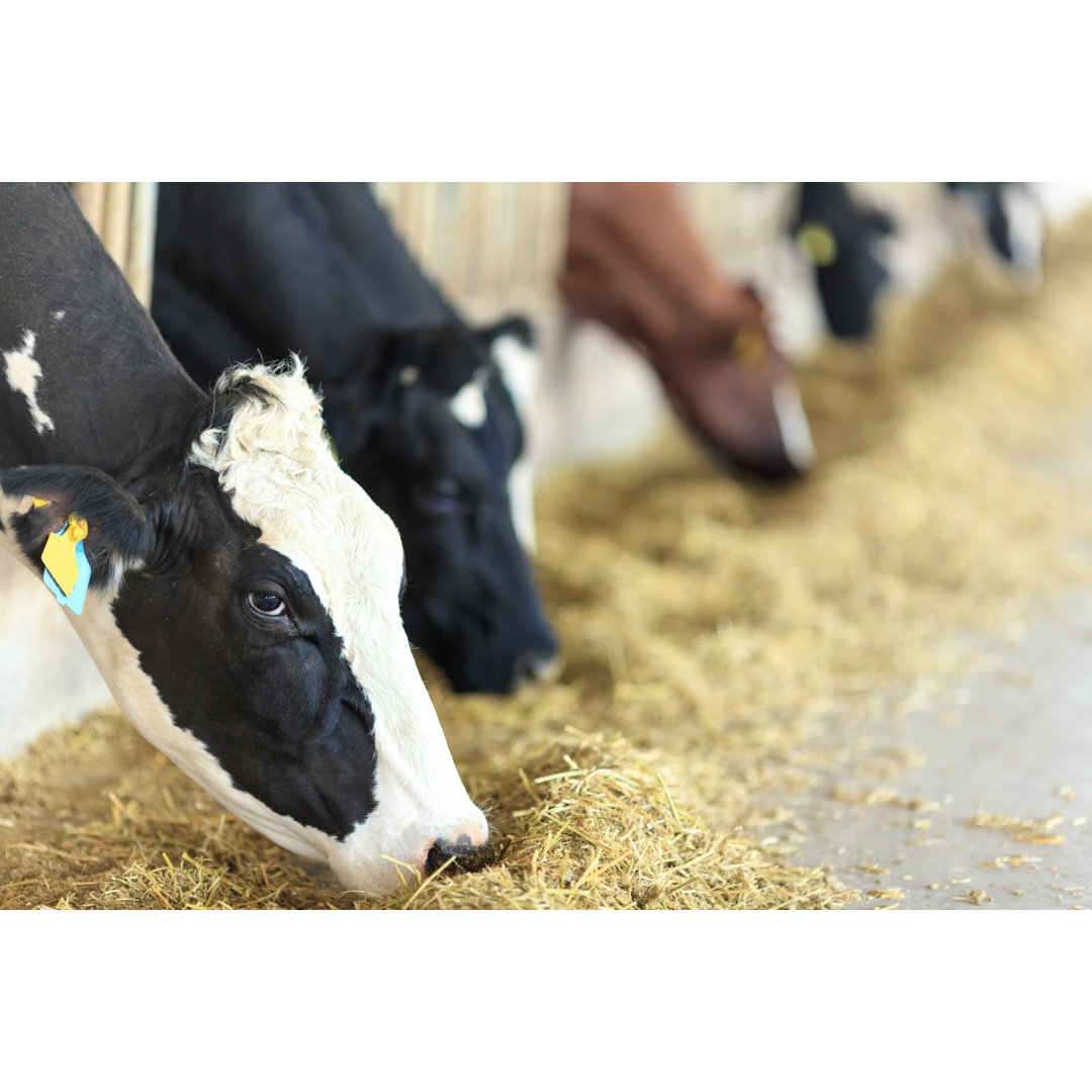 Holsteinische Rinder von 123ducu - Druck auf Leinwand ohne Rahmen