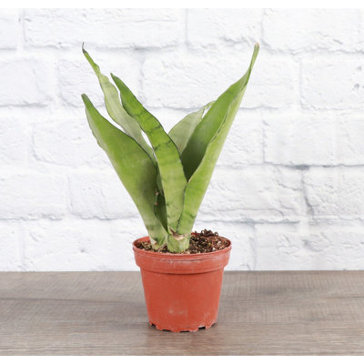 Snake Plant (Sansevieria) Plant in Nursery Pot