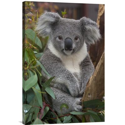 " Koala, Native To Australia "