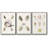" Pastel Knorr Shells I " 3 - Pieces-1841226829-1841226818