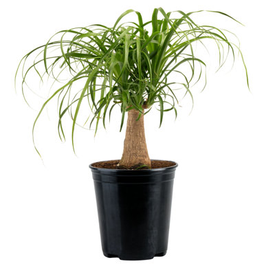 Costa Farms Ponytail Palm Indoor House Plant in 5-inch Grower Pot