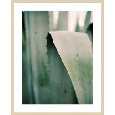 Succulent I by Justine Milton Wood Framed Wall Art Print