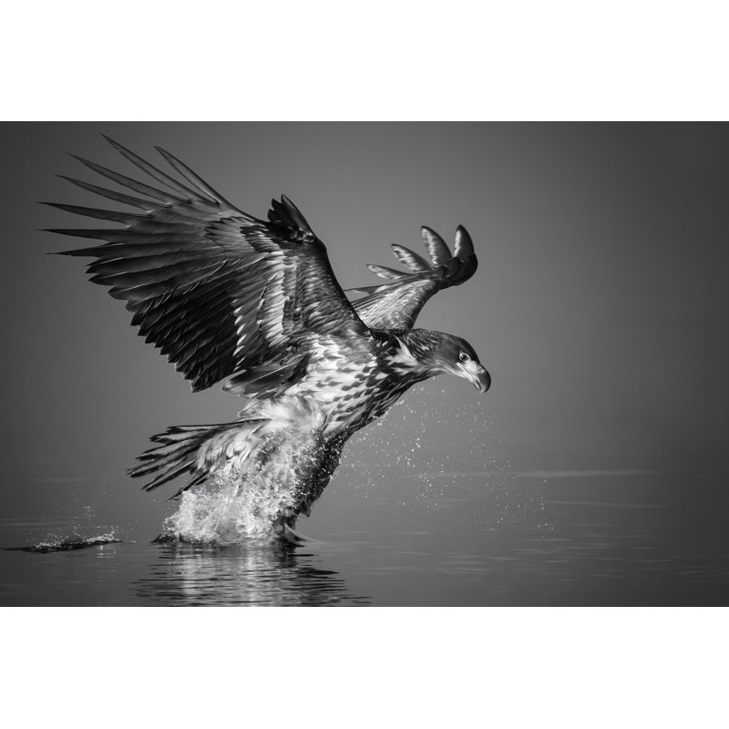 White-Tailed Eagle by Dgwildlife - Wrapped Canvas Print, 81cm H x 122cm W x 3.8cm D