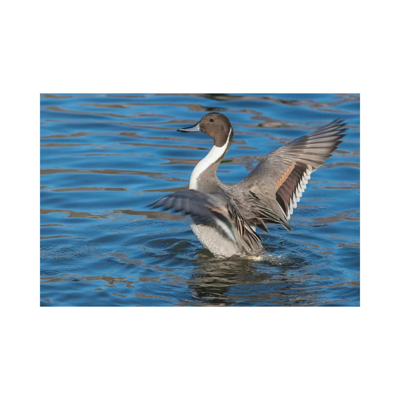 The Northern Pintail Duck by Richard Wright - Wrapped Canvas Print, 152.5 cm H x 101.5 cm W