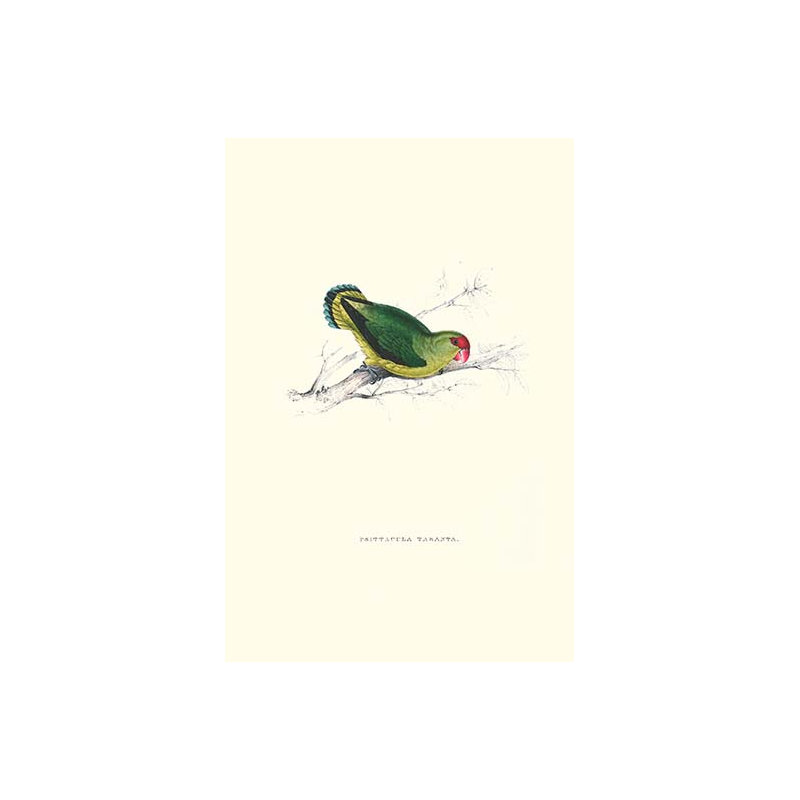 Impression d’art graphique, "perruche d’abyssinien" par edward lear, H 36 po x l 24 po