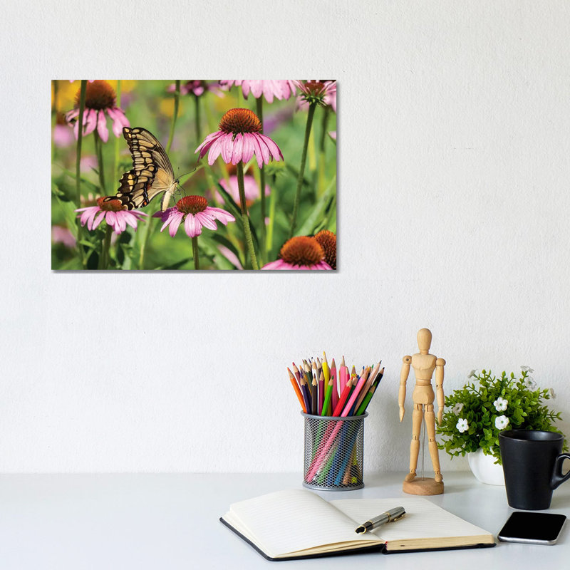 Giant Swallowtail On Purple Coneflower. Marion County, Illinois, USA. by Richard & Susan Day - No Frame Gallery-Wrapped Canvas Giclée on Canvas