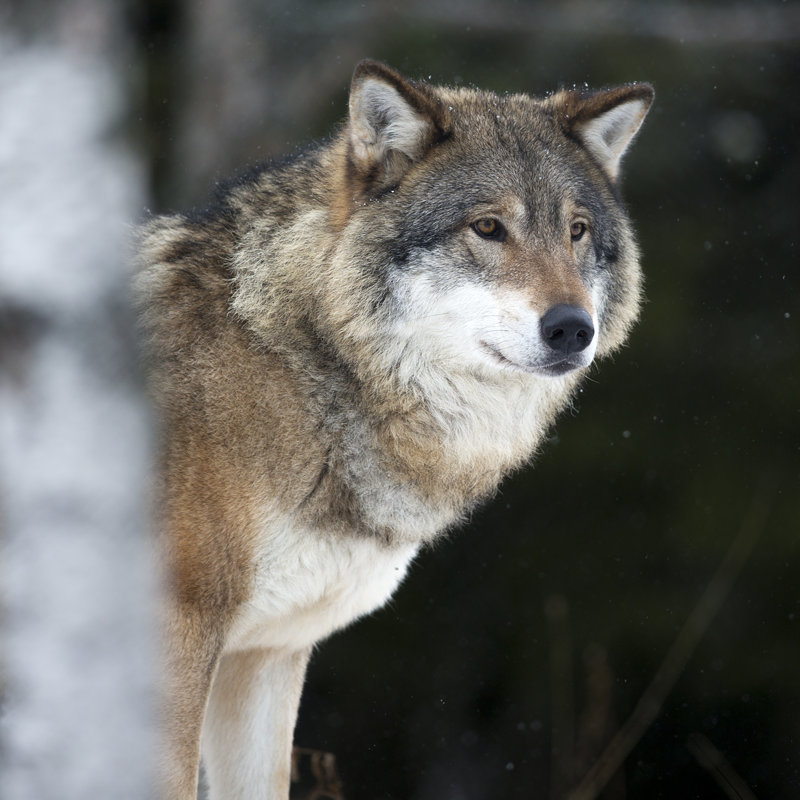 Wolf In The Winter by Kjekol - Wrapped Canvas Print, 30cm H x 30cm W