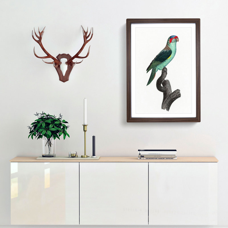 A Musk Lorikeet by F. Levaillant - Framed Print, 63cm H x 45cm W x 2cm D, Walnut Framed