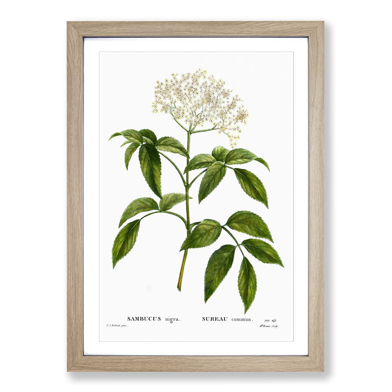 Elderflower Tree by Pierre-Joseph Redoute - Picture Frame Painting Print on MDF, Oak Framed, 48cm H x 36cm W x 2cm D
