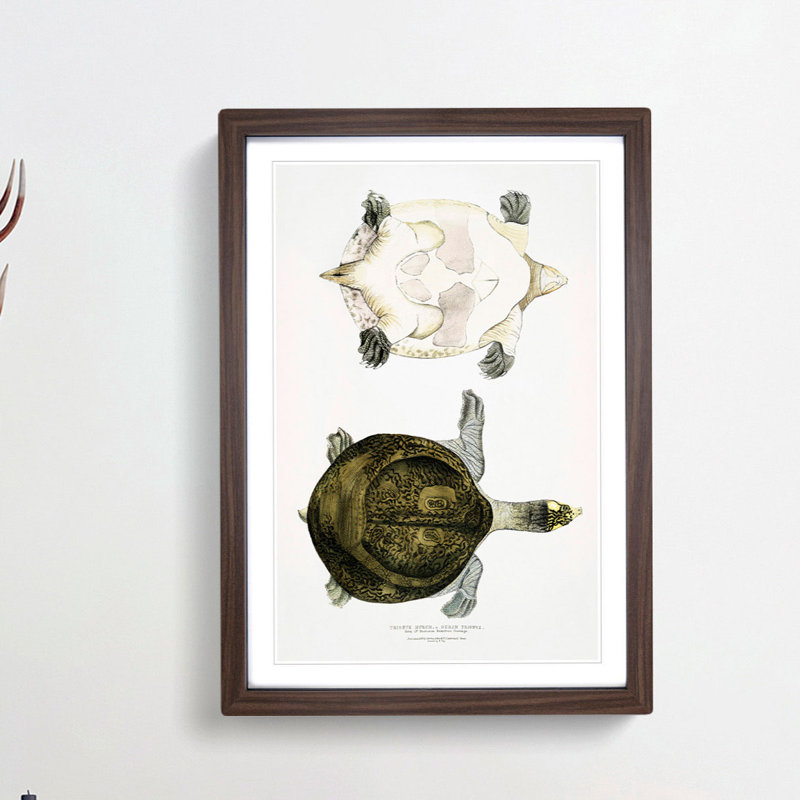 Hurum Trionyx Turtle by John Edward Gray - Picture Frame Painting Print, 48cm H x 36cm W x 2cm D, Walnut Framed
