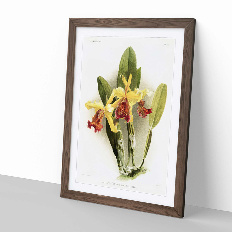 Magnolia Flowers Illustration Tab.80 by Frederick Sander - Picture Frame Art Print, Walnut, 60cm H x 40cm W x 2cm D