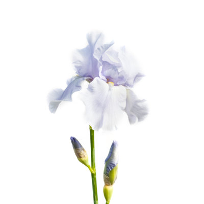 Magnifique fleur d'iris multicolore isolée en blanc. Gros plan.