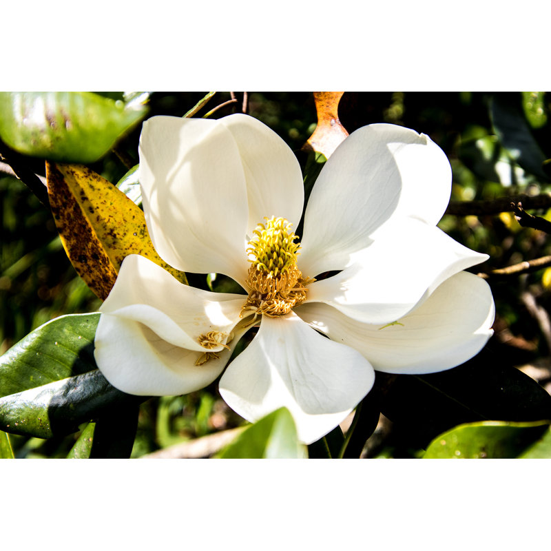 Magnolia, H 8 po x l 12 po