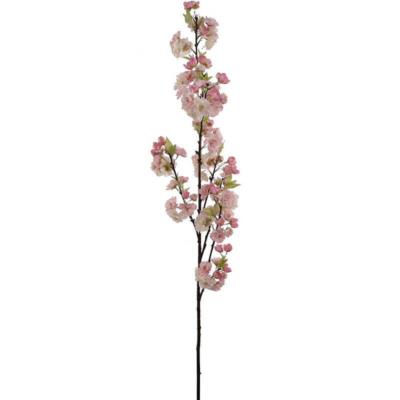 Cerisier en fleurs, Rose