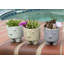 Jardinières en pot-1555823131-1555823130
