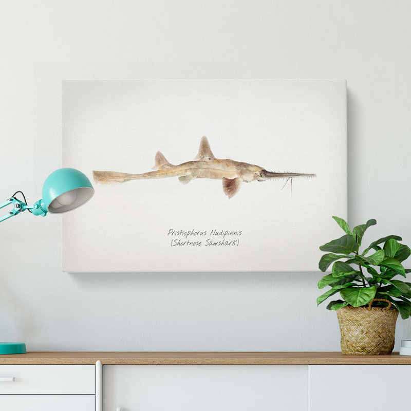 Illustration of a Shortnose Sawshark by F.E. Clarke - Wrapped Canvas, 35cm H x 50cm W x 3cm D