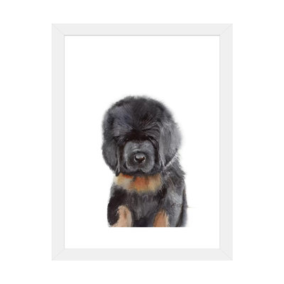 «Tibetan Mastiff Puppy» par Watercolor Luv - reproduction d'art
