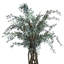 Faux ruscus italien dans un pot enveloppé de ruppie maritime-116722766
