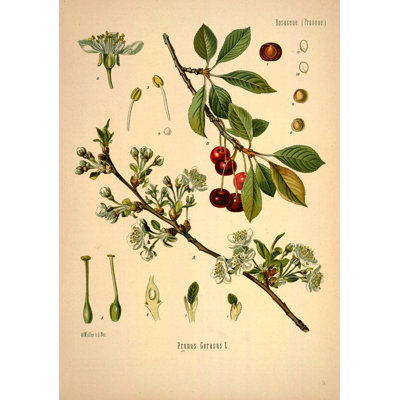 Botanical 81