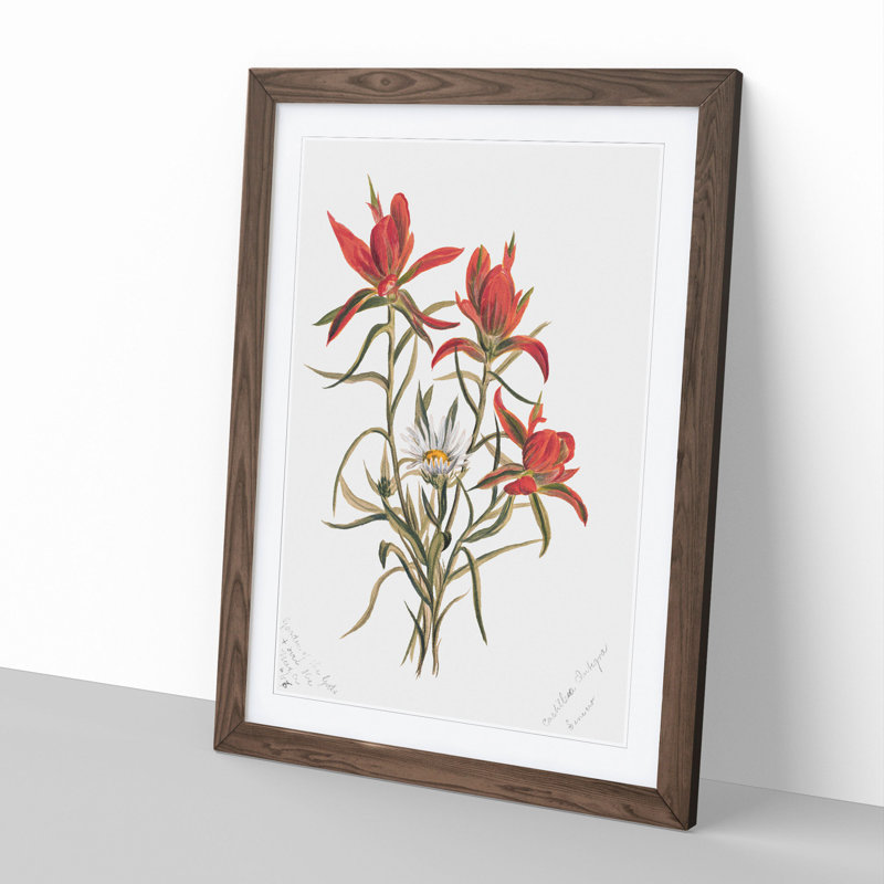 Indian Paintbrush by Mary Vaux Walcott - Picture Frame Painting, 65cm H x 48cm W x 2cm D, Walnut Framed