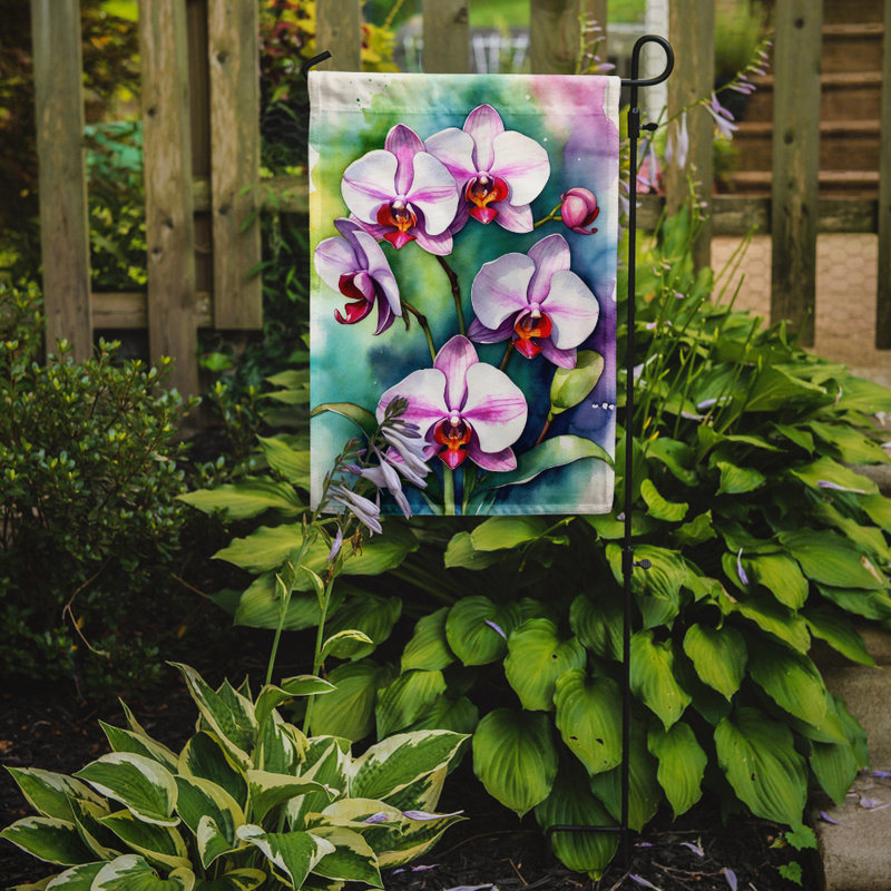 Drapeau d'hypericum ou de millepertuis, Orchidées phalaenopsis