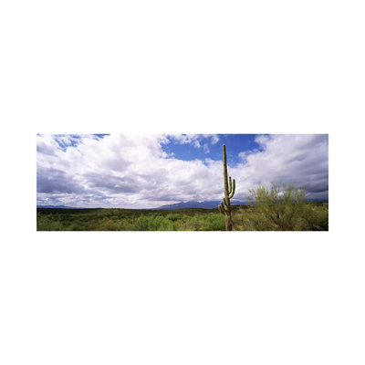 Cactus In A Desert, Saguaro National Monument, Tucson, Arizona, USA - Wrapped Canvas Panoramic Print