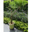 Ensemble de 2 supports pour plante en fer à profil bas, métal rond de 13 pouces de diamètre