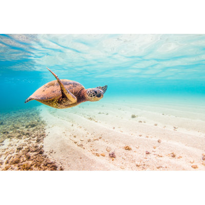 Hawaiian sea turtle 1 Piece Wrapped Canvas Wall Art
