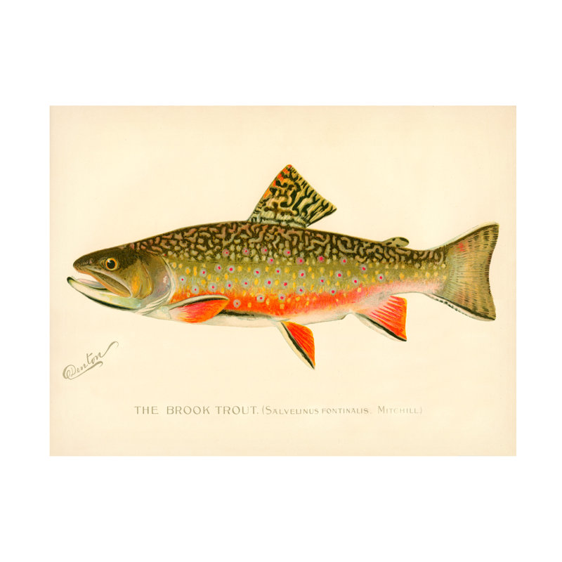 «The Brook Trout», impression sur toile, H 24 po x l 32 po x P 2 po