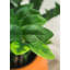 Fausse plante botanique Zamifolia