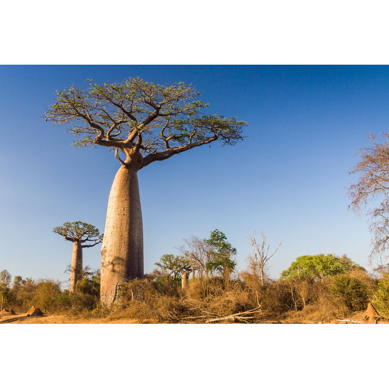 Baobab - photographie sur toile tendue, H 8 po x l 12 po