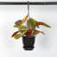 Live Red Prayer Plant in Black Hanging Pot