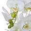 Andaiye 76cm Plant in Pot