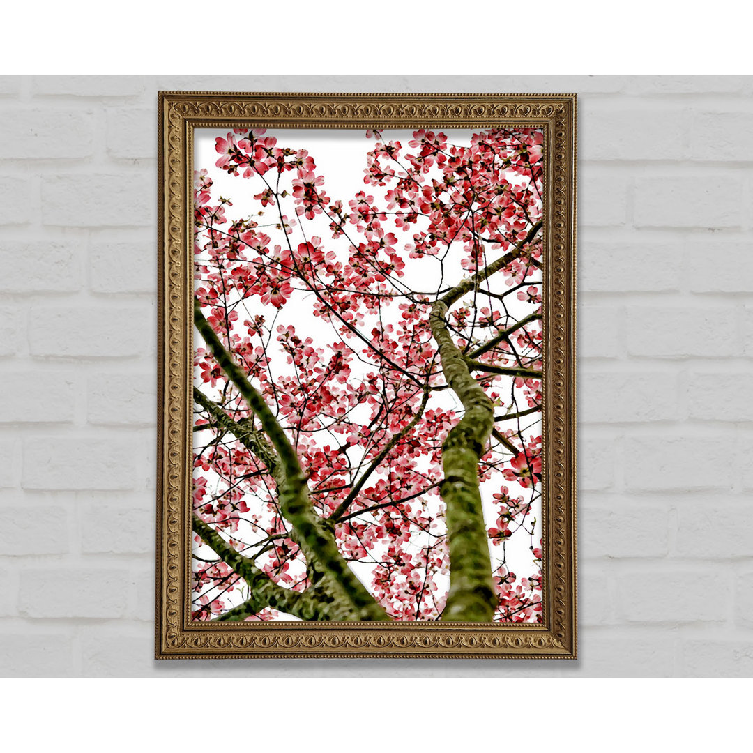 Gerahmtes Poster Pink Cherry Blossom Tree