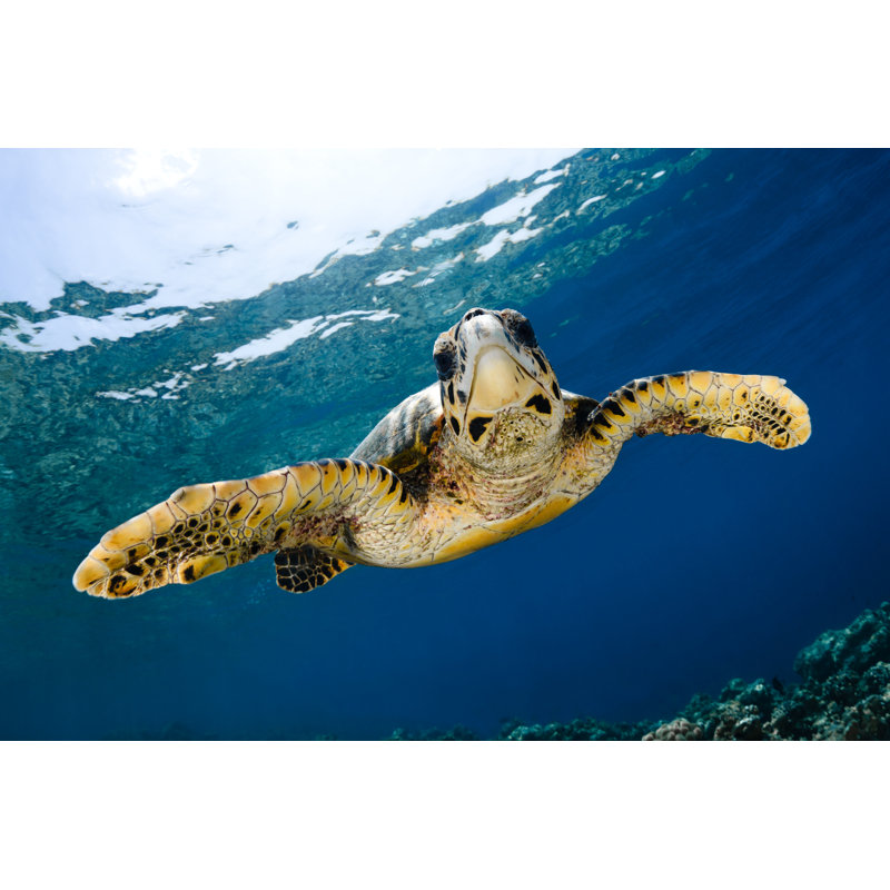 Hawksbill Sea Turtle by Vladoskan - Wrapped Canvas Print, 30cm H x 46cm W x 3.8cm D