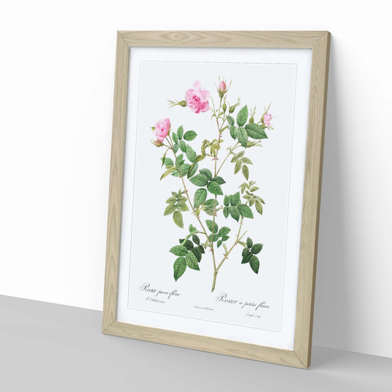 Wild Rose in Pink by Pierre-Joseph Redoute - Picture Frame Painting Print, 65cm H x 48cm W x 2cm D, Oak Framed