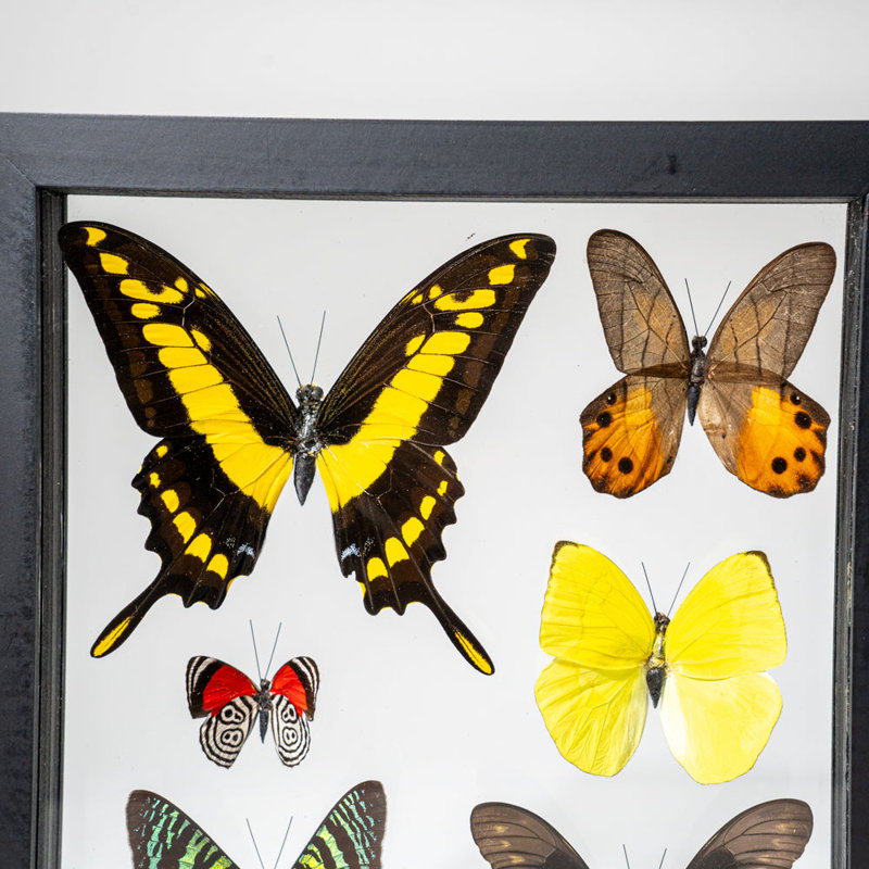 6 Genuine Butterflies In Black Display Frame