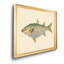 «Donovan Antique Fish IV», impression sur toile encadrée-769144030-769144031