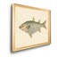 «Donovan Antique Fish IV», impression sur toile encadrée-769144031-769144030
