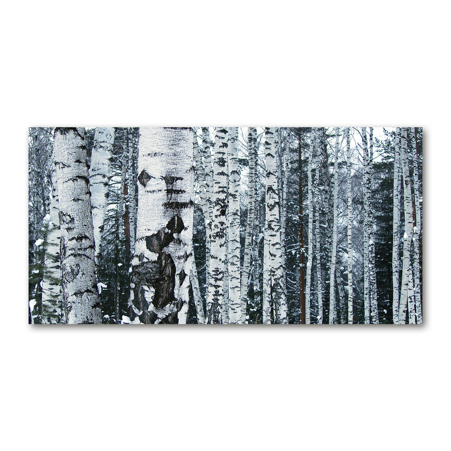 Union Rustic Birch Trees - Wrapped Canvas Art Prints | Wayfair.co.uk