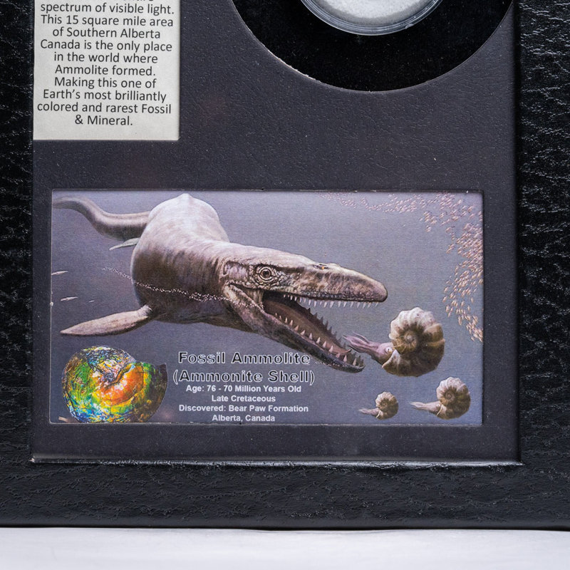 Genuine Ammolite Fossil In A Glass Display Box