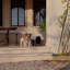 Pet Crate-88709332