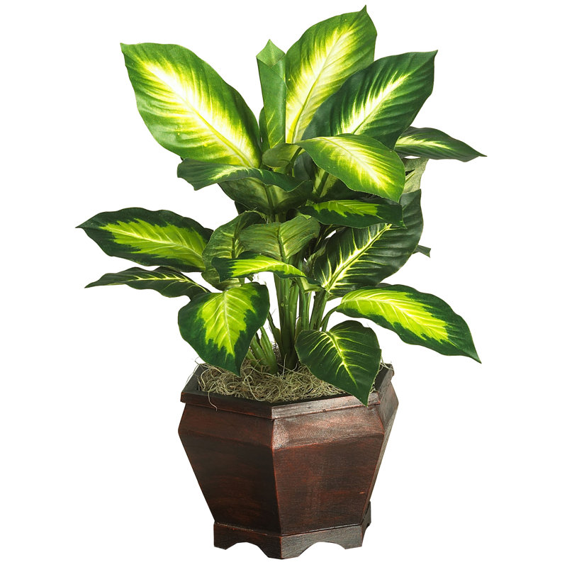 Plante à feuillage de bureau 20,5 po