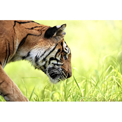 Royal Bengal Tiger by EROMAZe - No Frame Print on Canvas