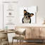 Mignon corgi Brampt