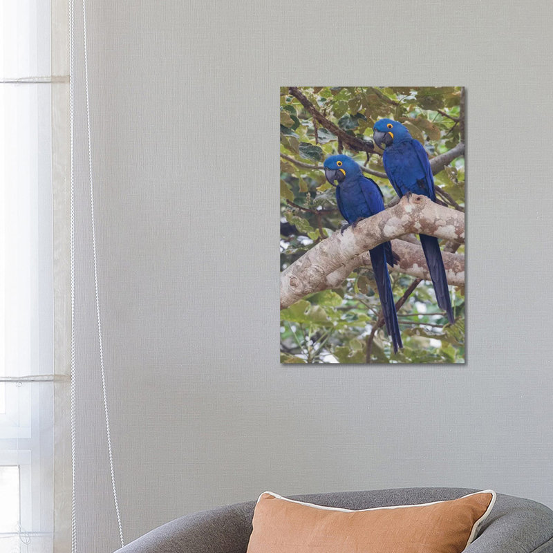Hyacinth Macaw Pair by Ken Archer - Wrapped Canvas Painting, 66.04 cm H x 45.72 cm W x 3.175 cm D