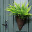 14.5 Plante